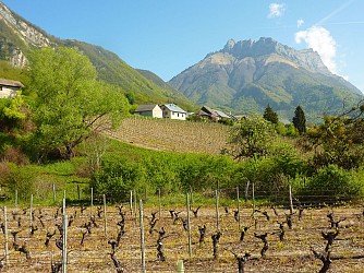 Easy-going walk: Vineyard hillsides