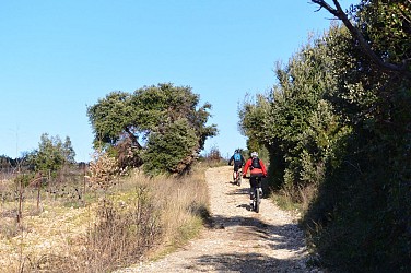 CIRCUIT LE CAUSSE DE MONTCALMÈS - ESPACE VTT-FFC VALLÉE DE L'HÉRAULT