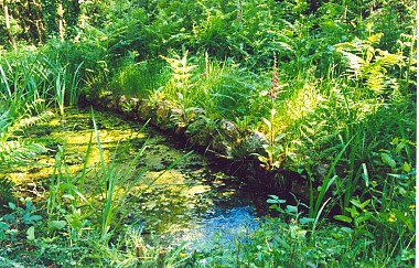 La fontaine aux fées
