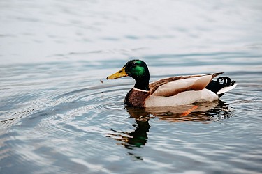 Circuit de l'Étang de Pirot