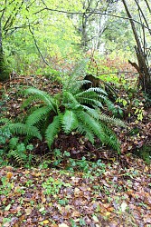 Circuit de la Salamandre