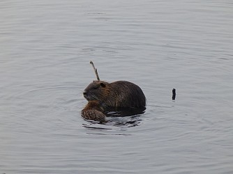 Balade à roulettes : Le parc de Majolan