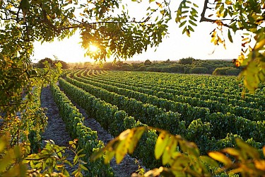 Routes des Vins "Terroir de Brem sur Mer"