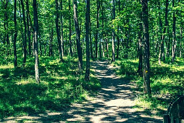 EN ROUTE POUR LA FORET DE BUZET - BESSIERES