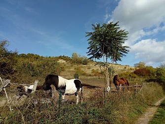 circuit du Bois du Gros Chêne