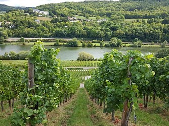 Chemin de la Moselle - de Thionville à Apach