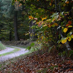 Circuit la Vôge des brasseurs XT n°14