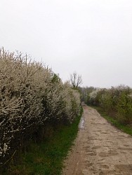 鹿环 - 厄里沃 - 蒂梅库尔环行