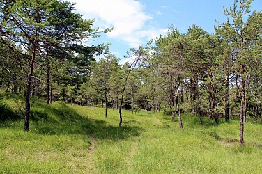 Boucle pédestre : à travers les Grands Bois