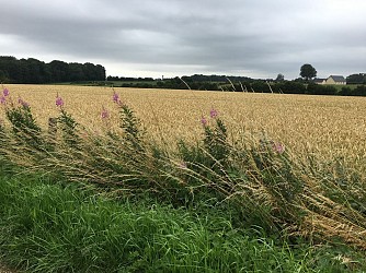 Randonnée n°7 : Grumesnil