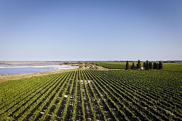 ROUTE DES VINS - VIGNOBLES SUR MER