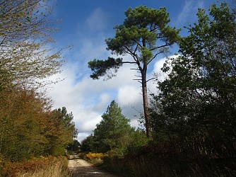 Promenade des arbres remarquables