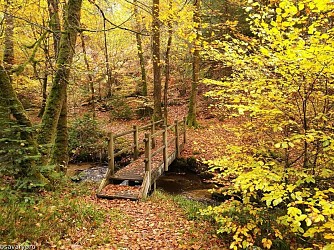 Circuit Pédestre N°45 : "Sentier Le Bois des Boeufs"