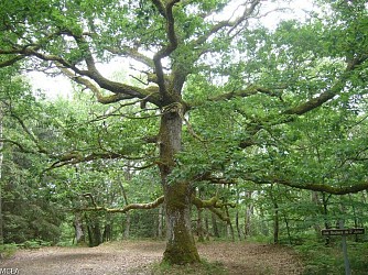 The Forest of Drouille