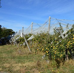 Circuit pédestre N°60 CC : Le circuit des pommes