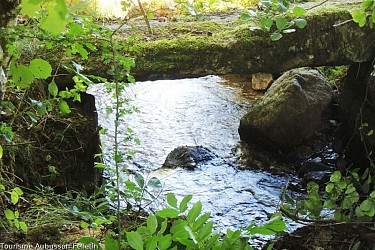The ducks' trail