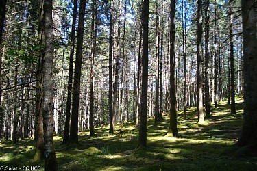 In the heart of the Corrèze forest