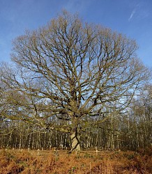PR-30 Balade en forêt Notre-Dame, la plus grande forêt de l’Arc boisé.