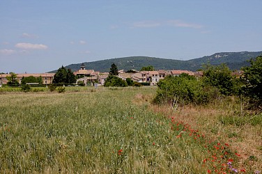 Dans le bois de Cavaillon