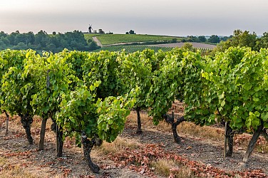 THOUARCE - 51 - COTEAUX DE BONNEZEAUX