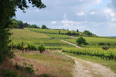 Circuit de randonnée Les Verchers-sur-Layon : La butte d'Argentay