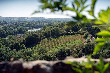 Route des vins - Loire sauvage et corniche angevine