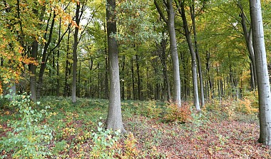 The Saint Marcoult Scrubland Walking Tour