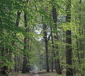 Randonnée "Seine, murs et forêt"