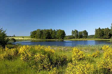 Circuit pédestre La petite Finlande - Vosges du sud
