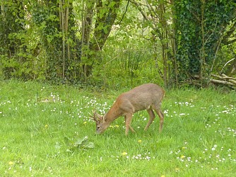 Huelgoat : Circuit pédestre des chevreuils