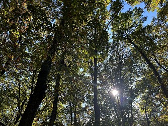 Auch : Parcours de vitalité du Bois d'Auch