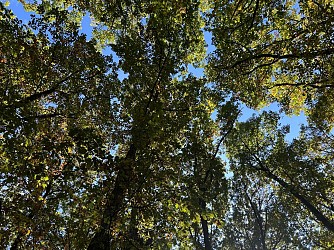 Auch : sentier pédagogique jaune du Bois d'Auch