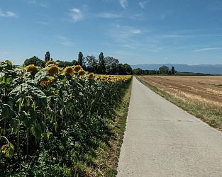 Route des chateaux et maisons fortes (La suisse à vélo n°171)