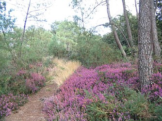 Circuit VTT du Bois de la Chèze n°5