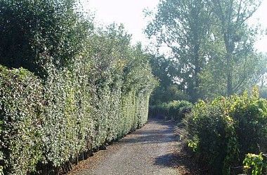 Promenade de la Brigade
