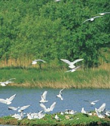 Site ornithologique des cinq tailles