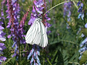 Chemin historique de La Madeleine