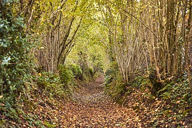 Circuit Les Moulins, les Ecuyers à Muneville-le-Bingard