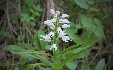 N°9 (vert) - Les rives de l’Aiguebelle