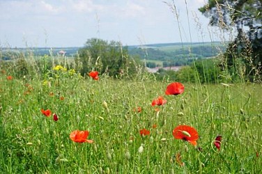 Boucle patrimoine n°23 - circuit botanique