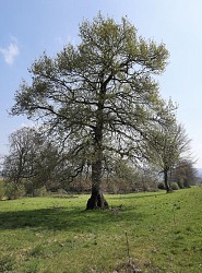 Perriers-en-Beauficel