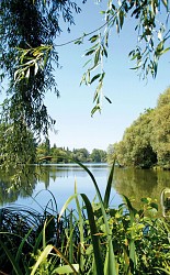 Entre lacs et marais N°1