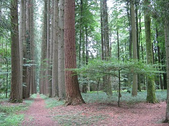 Escapades sur les Crêtes n°16 - L'Arboretum du bois de la Vierge (Vendresse - 1,2km)