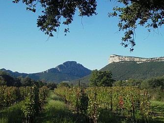 ROUTE DES VINS - VIGNES EN PAYSAGES