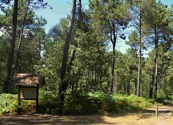 Circuit en forêt de Chambiers