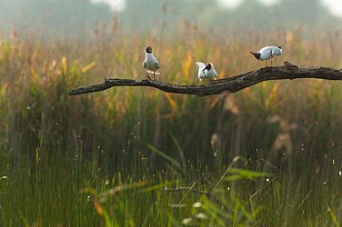 Randonnée en itinérance - etangs du coeur de brenne