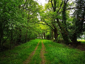 Circuit pédestre "ombre, soleil, chemin creux et petites routes"