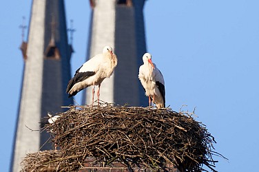 Parcours des cigognes