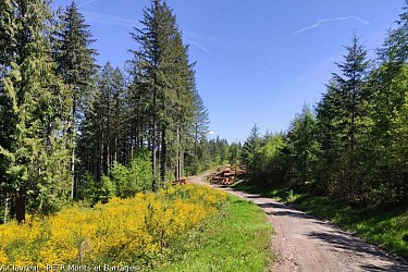 Circuit du Mont de Nedde