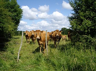 Le chemin de la terre aux pots